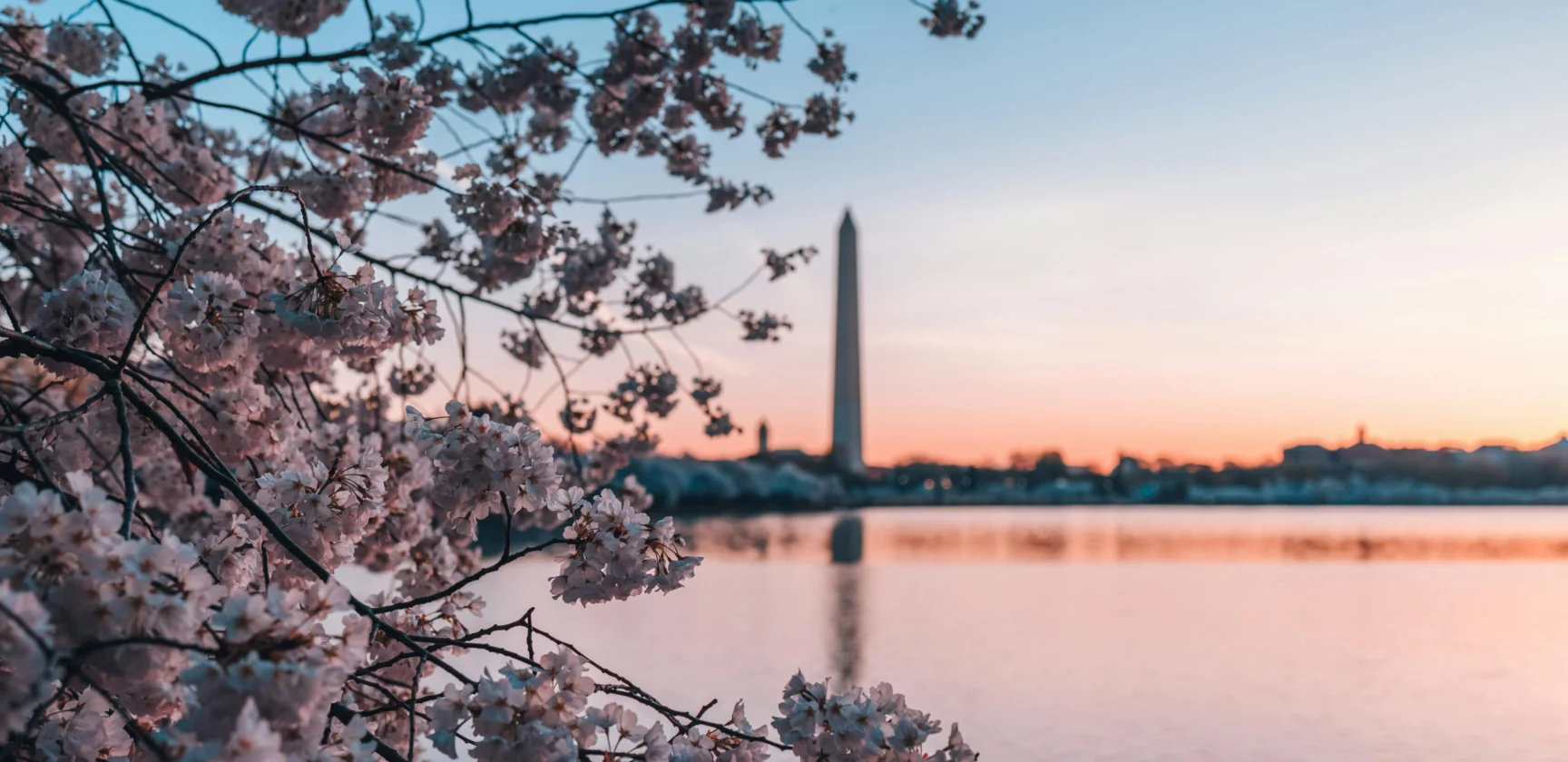 Cherry blossom branches in the foreground with the Washington Monument and the Tidal Basin at sunrise in the background.